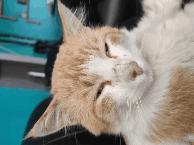 a close up of a cat 's face with the letter l in the background