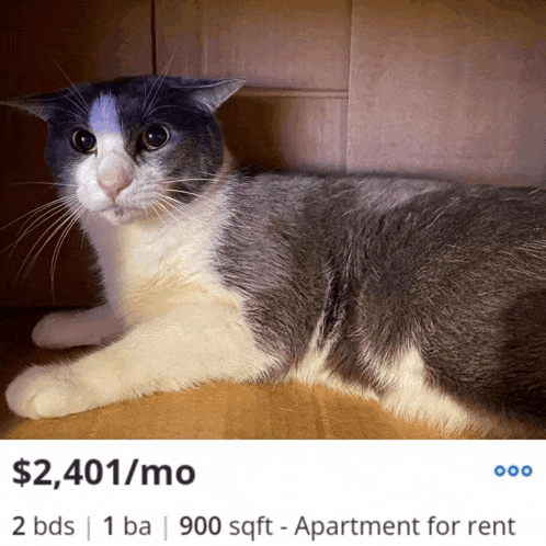 a gray and white cat is laying on a wooden floor with the price of $ 2,401 / mo