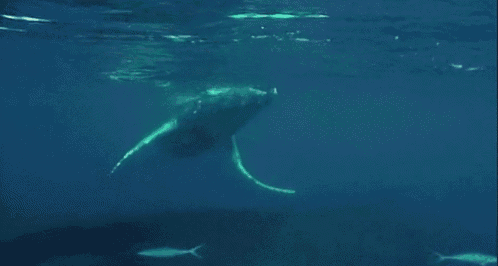 Graceful Giant GIF - Humpback Whale Swimiming Freely GIFs