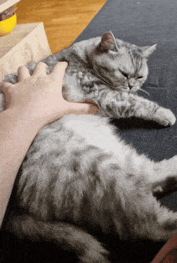 a person petting a cat that is laying on a couch