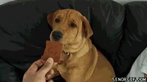 Poison Dog Refuse Chocolate GIF - Poison Dog Refuse Chocolate Doggo GIFs