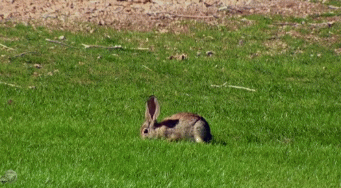 Peter Cottontail GIF - Bunny Rabbit Nature GIFs