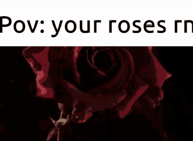 a close up of a red rose with the words pov your roses me