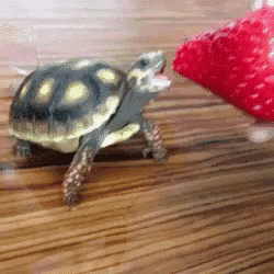 a turtle is eating a strawberry on a wooden floor .