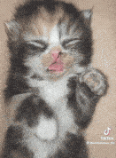 Eepy Eepy Cat GIF - Eepy Eepy Cat Kitty GIFs