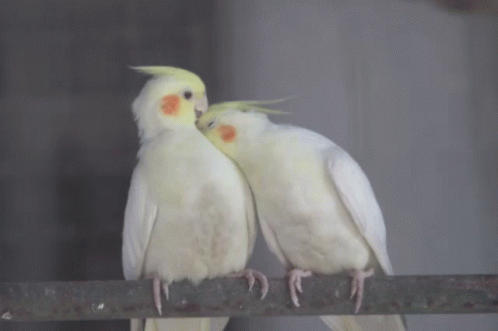 Cutelove Lovebirds GIF - Cutelove Lovebirds Cockatiel GIFs