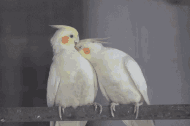 two white birds are standing next to each other on a branch