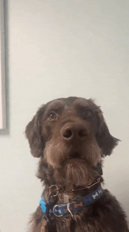 a close up of a dog wearing a blue collar that says ' ha ' on it
