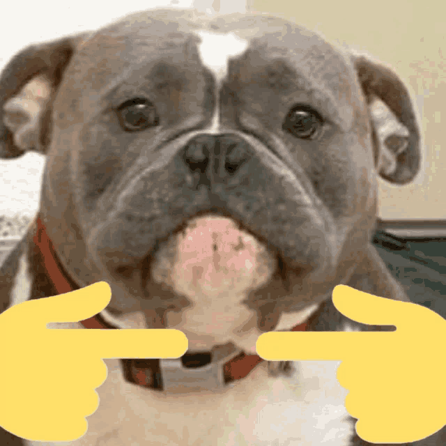 a close up of a dog with a red collar