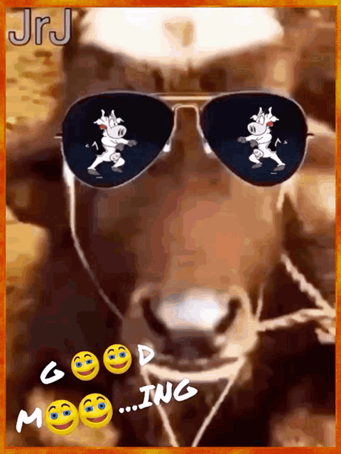 a picture of a cow wearing sunglasses with the words good morning