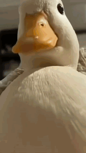 Duck Sigma Duck GIF - Duck Sigma Duck Alpha Duck GIFs