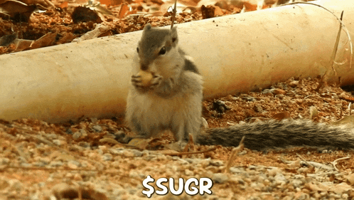 a squirrel eating a nut next to a sign that says ' $ sugr '