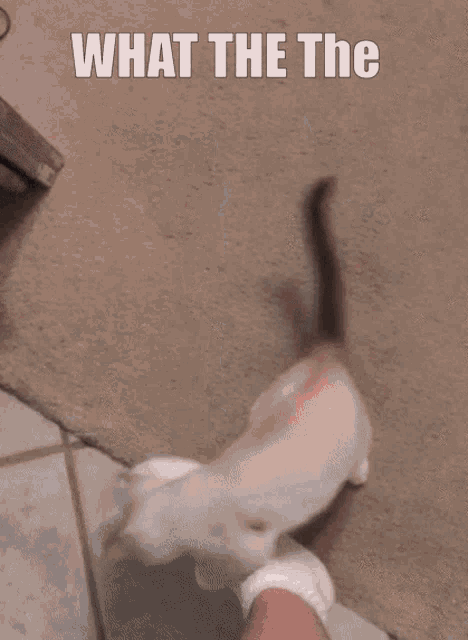 a cat is laying on a person 's hand with the words " what the the " above it