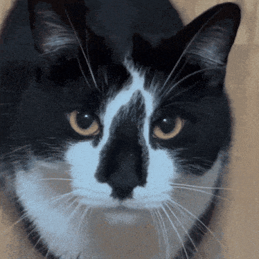 a close up of a black and white cat 's face
