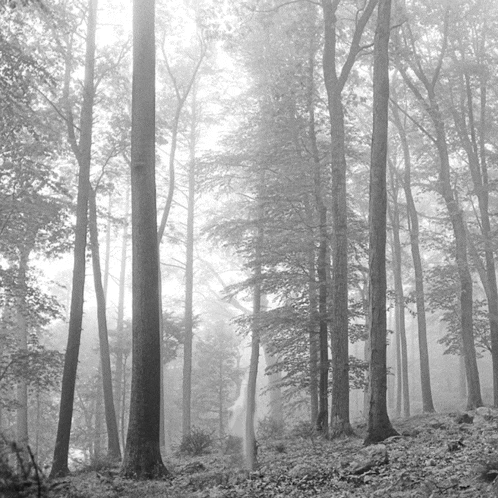 a black and white photo of a foggy forest with trees and leaves