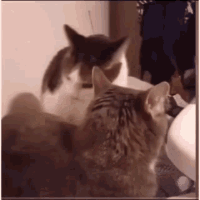 two cats are looking at themselves in a mirror
