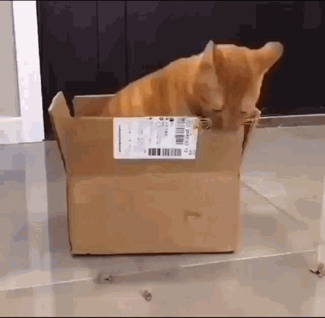 Cat Eating Box Speedrun GIF - Cat Eating Box Speedrun GIFs