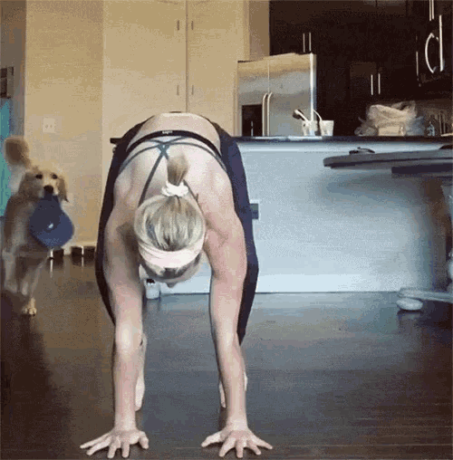 Yoga Pose Dog GIF - Yoga Pose Dog Wants To Walk GIFs