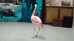 Flaminco GIF - Flamingo Round Turn GIFs