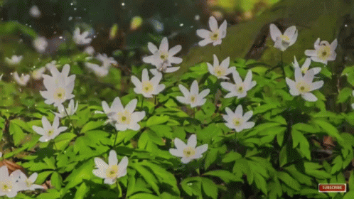 Flower Shiny GIF - Flower Shiny Sparkle GIFs