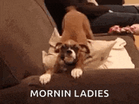 a puppy is sitting on a couch with the words mornin ladies written on the bottom .