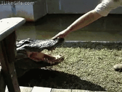 Alligators Are Foes Not Friends GIF - GIFs