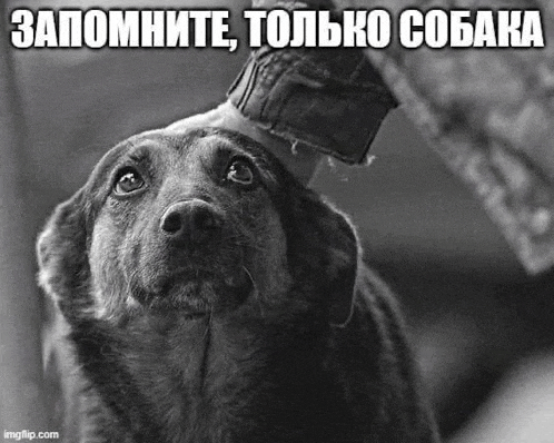 a black and white photo of a dog being petted by a person in a foreign language .