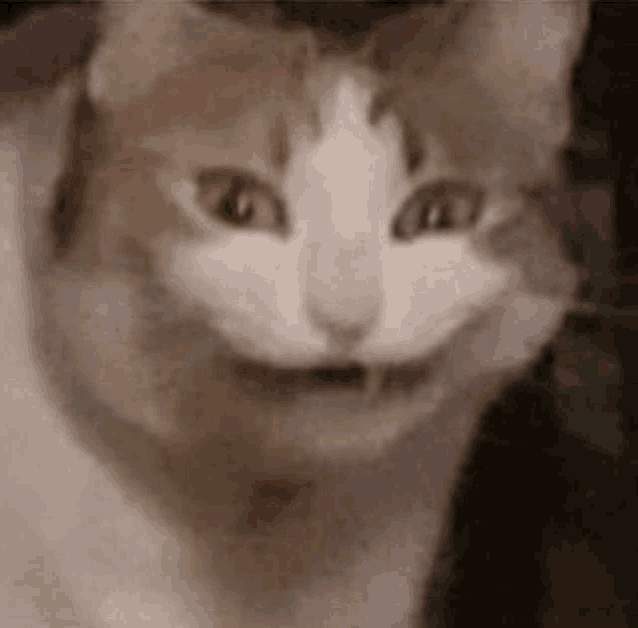 a close up of a cat 's face with its mouth open .