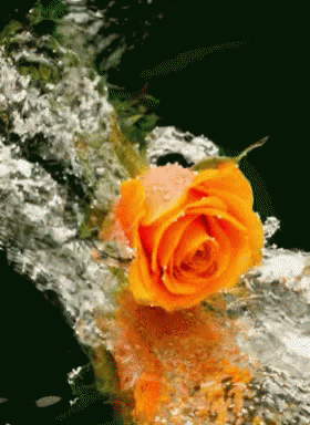 Liquid Rose GIF - Liquid Rose GIFs