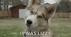 a husky dog is sitting in a grassy field .