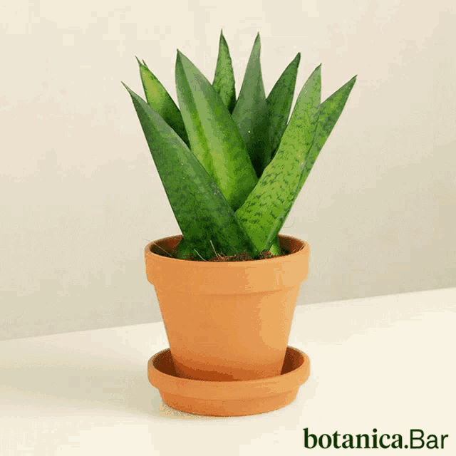 Plants Indoor GIF