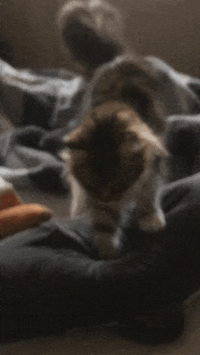 a cat laying on a bed with a blanket on top of it