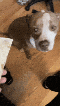 a brown and white dog looking up at a person holding a burrito