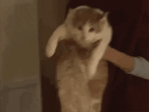 a person is holding a white cat in their arms .