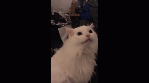 White Cat Meme GIF - White Cat Meme GIFs