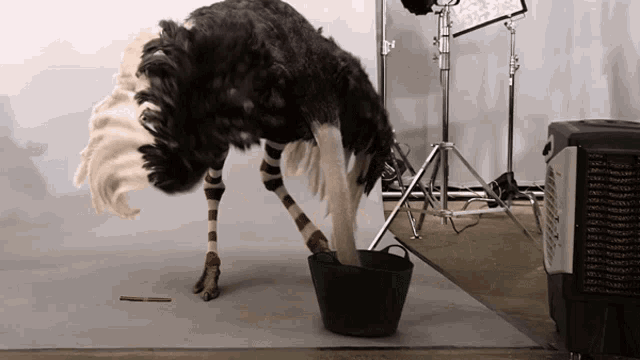an ostrich standing next to a bucket with its head in it