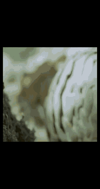 a close up of a squirrel 's head with a green background
