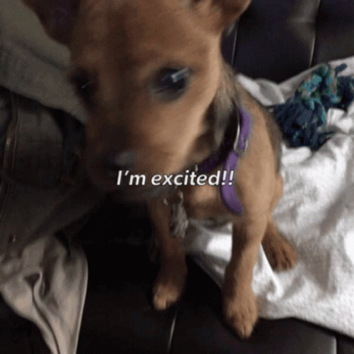 Im Excited Dog GIF - Im Excited Dog Happy GIFs