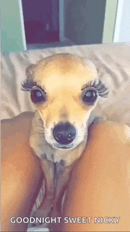 a small dog with long eyelashes is sitting on a woman 's lap .