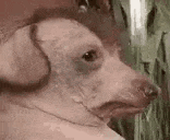 a close up of a dog wearing headphones looking at something .