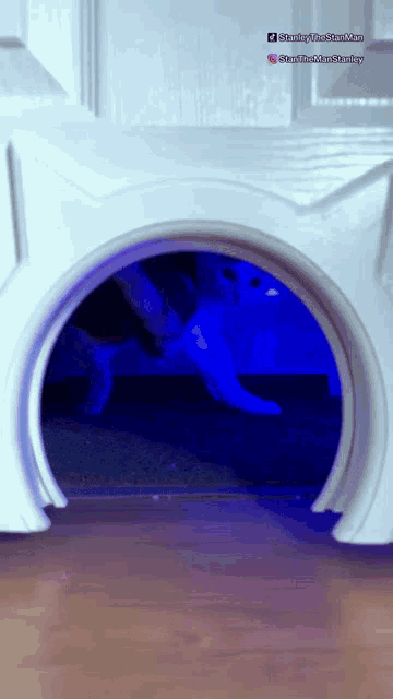 Cat Twerk GIF