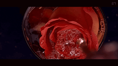 a close up of a red rose in a glass