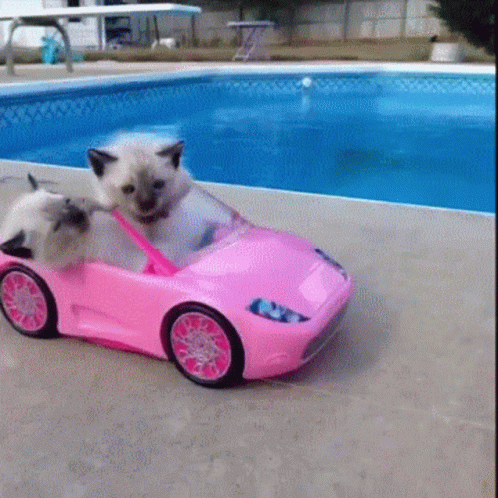 Kittens Car GIF - Kittens Car Driving GIFs
