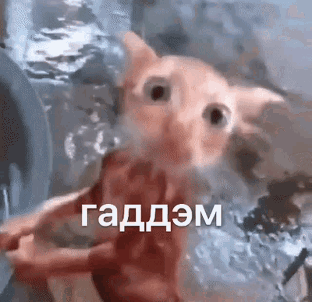 a hamster is swimming in a pool of water and looking at the camera with a caption in russian .