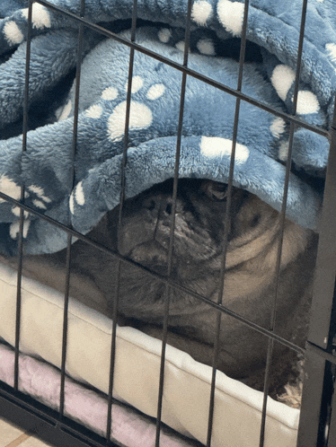 a dog in a cage with a blue blanket on top