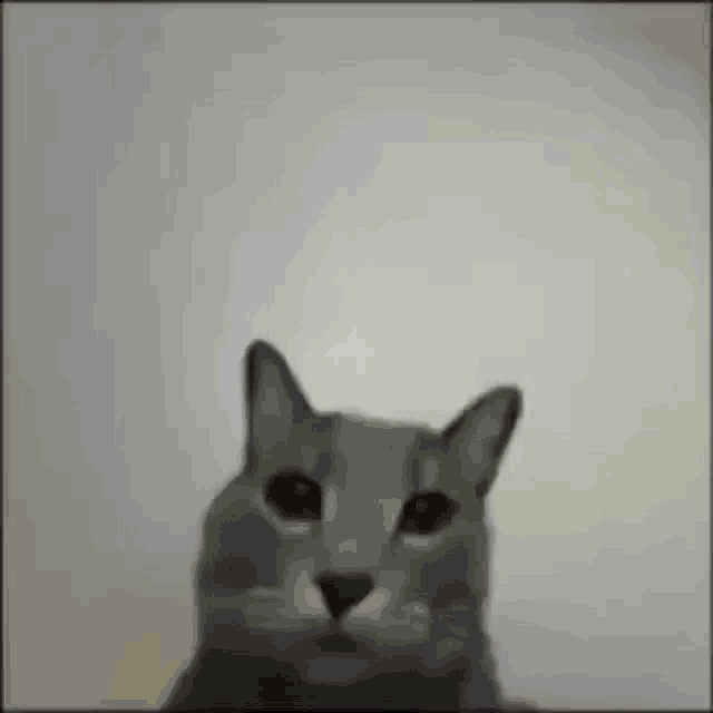 Cat Middle Finger GIF - Cat Middle Finger Boom GIFs