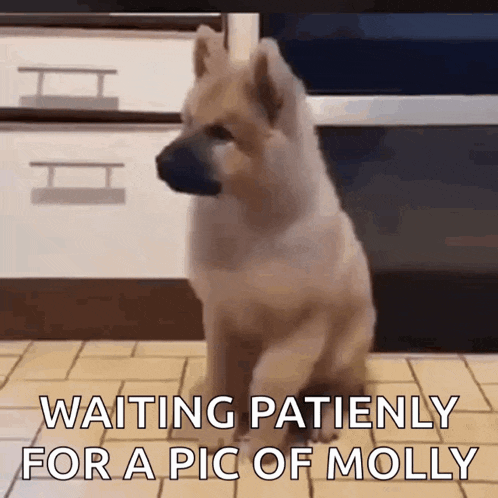 a dog is sitting on a tiled floor waiting patiently for a pic of molly .