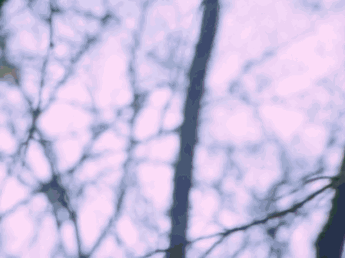 a blurred image of a tree with a purple sky in the background