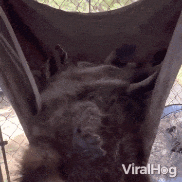 a video of a bunch of dogs laying in a hammock with the words viralhog on the bottom