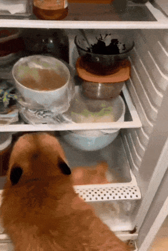 a cat is looking into a refrigerator full of bowls and containers